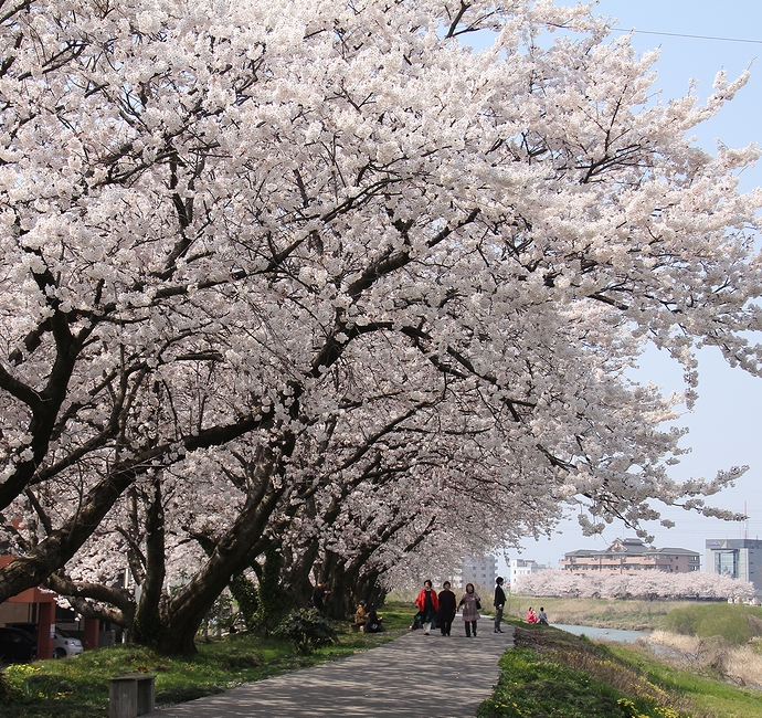 犀川桜