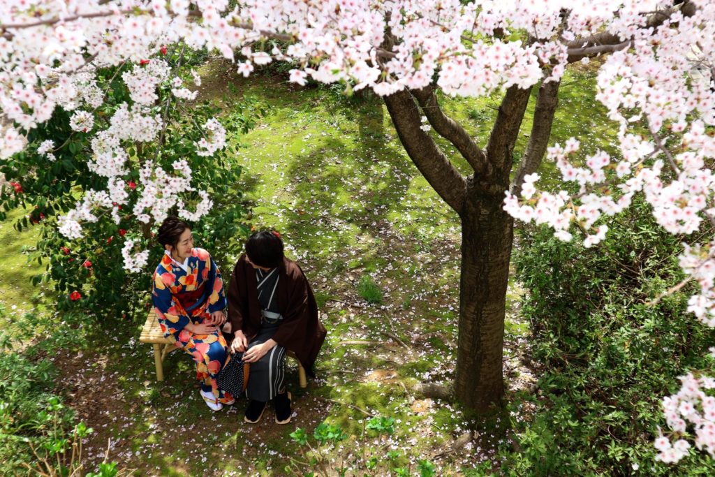 はれまロマンロケ撮上から桜と椿見つめ合う二人