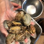 Catch clams