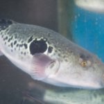 bloefish-pufferfish-ishikawa