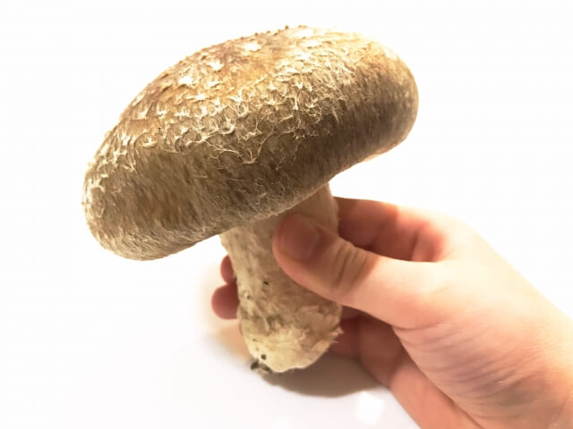 nototemari-shiitake-mushroom-ishikawa